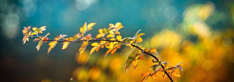 Herbst